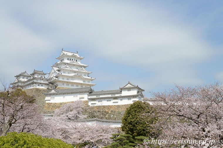 姫路城と桜