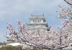 姫路城の桜