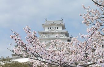 姫路城の桜