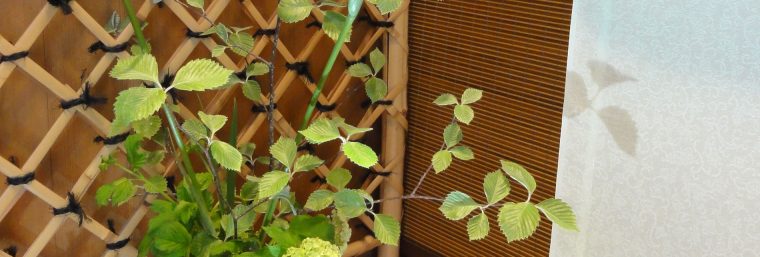 店舗ウインドー