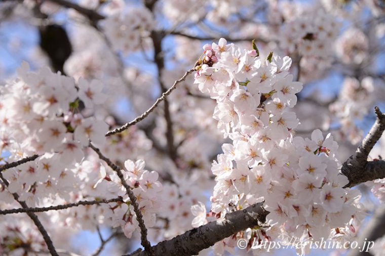 姫路城の桜