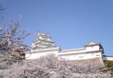 姫路城の桜