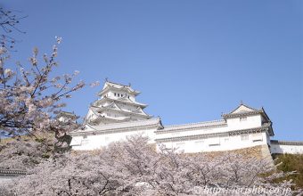 姫路城の桜