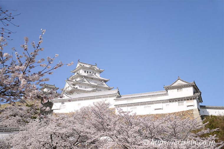 姫路城の桜