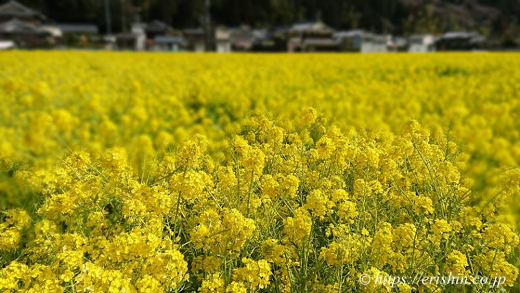 「姫路城マラソン」コース沿道の菜の花畑。