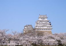 満開の姫路城の桜