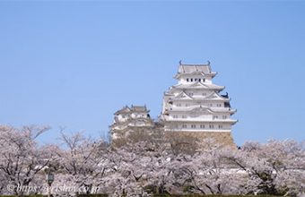 満開の姫路城の桜
