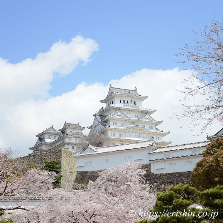 姫路城と桜