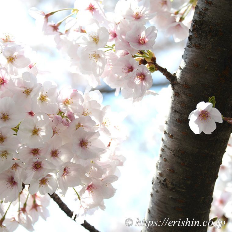 姫路城の桜