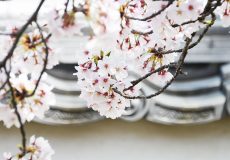 好古園の塀と桜