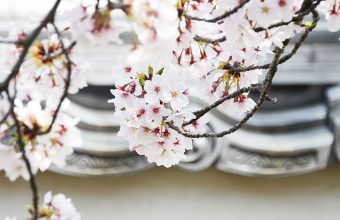 好古園の塀と桜