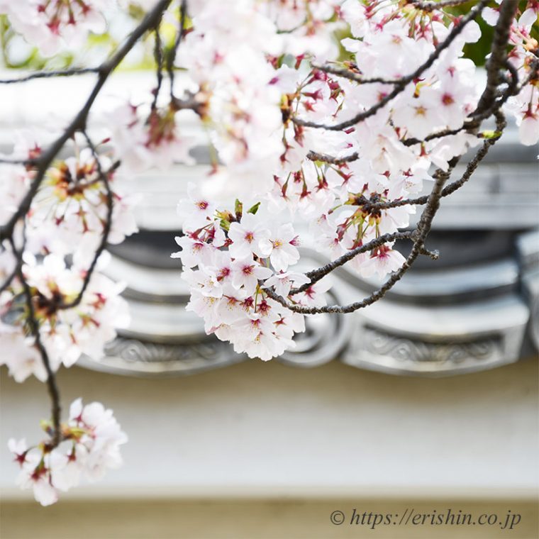 好古園の塀と桜