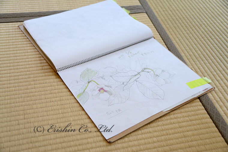 湯本エリ子さん「大山蓮華」のスケッチ